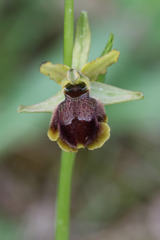 O.sphegodes o altro?