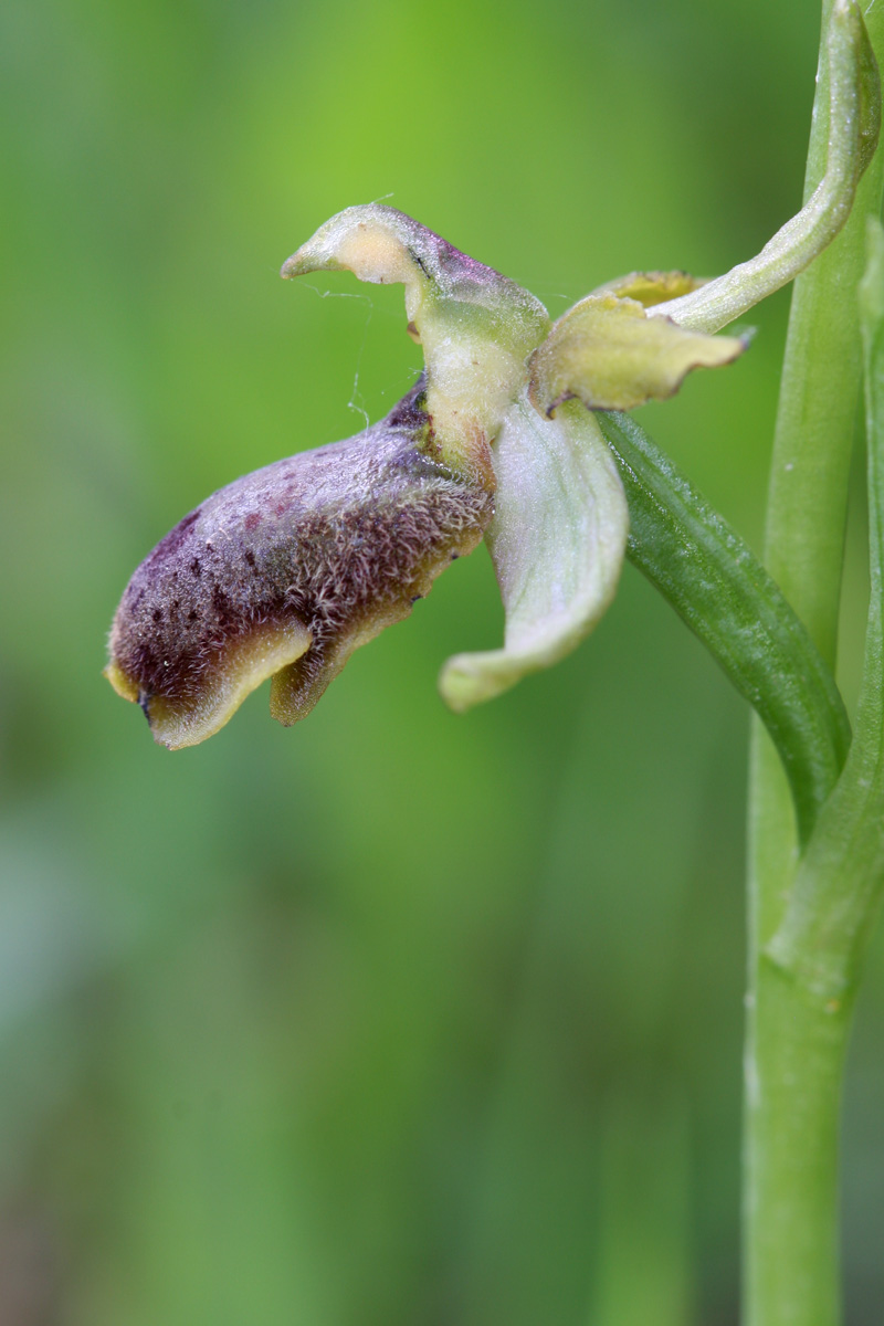 O.sphegodes o altro?