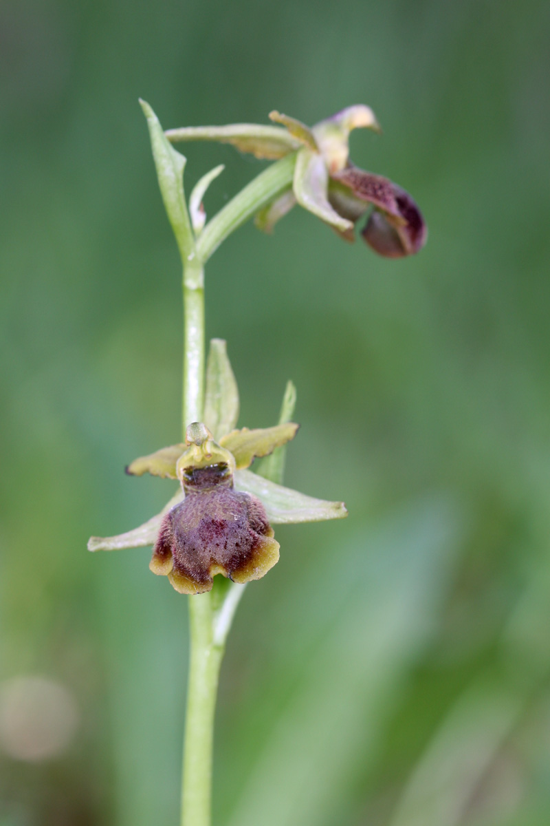 O.sphegodes o altro?