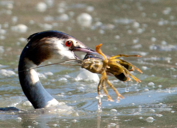 Gambero di acqua dolce da identificare.