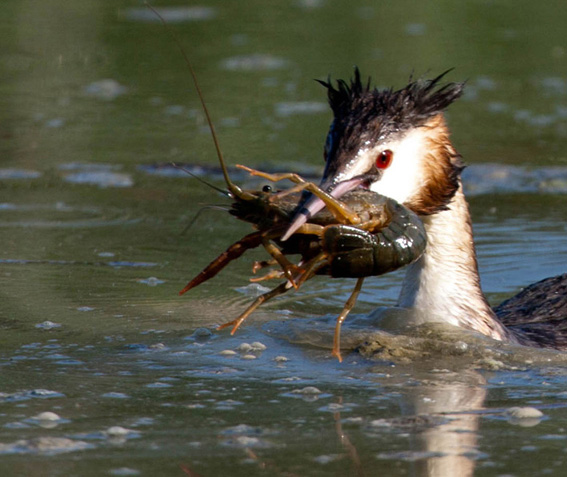 Gambero di acqua dolce da identificare.