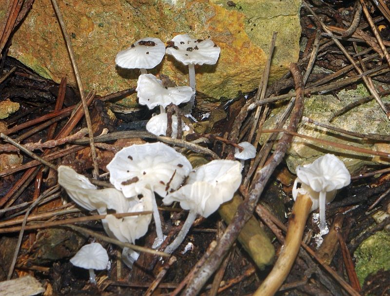 Da determinare - Hemimycena