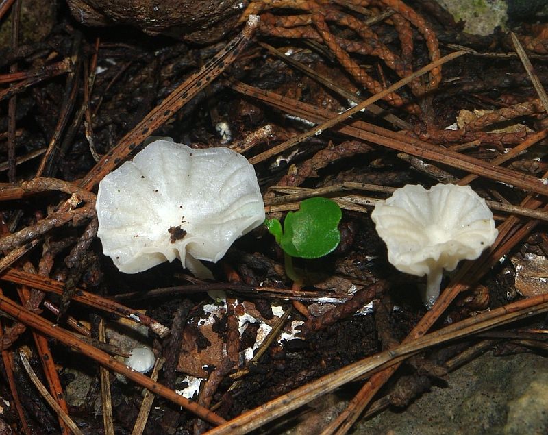 Da determinare - Hemimycena