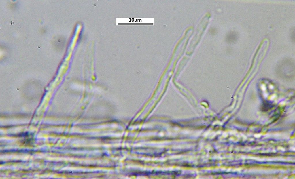 Da determinare - Hemimycena