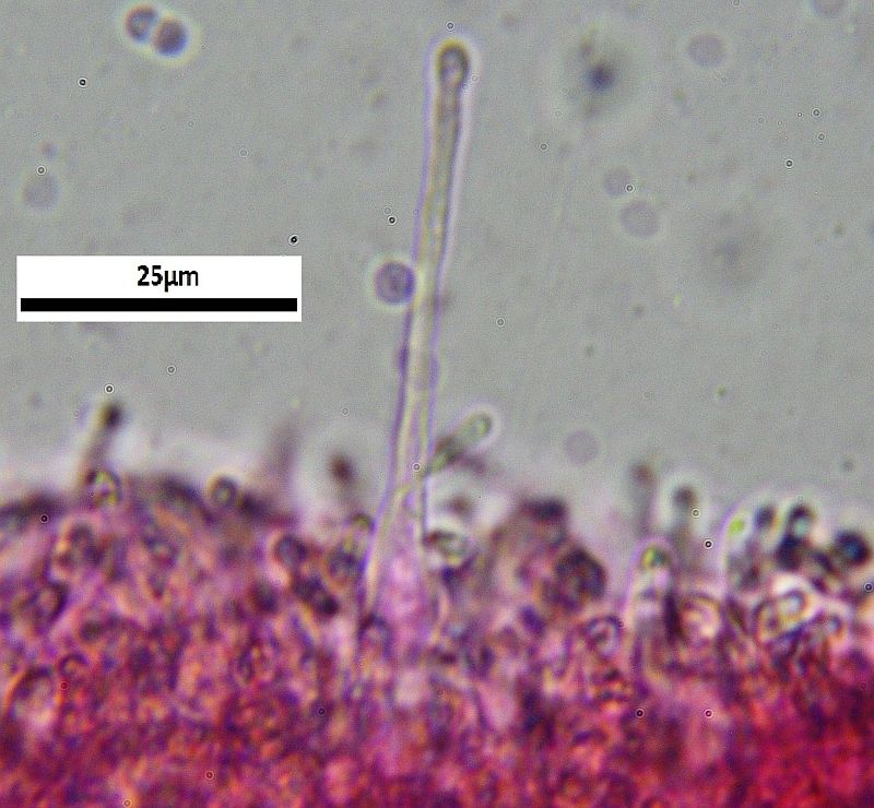 Da determinare - Hemimycena