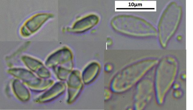 Da determinare - Hemimycena