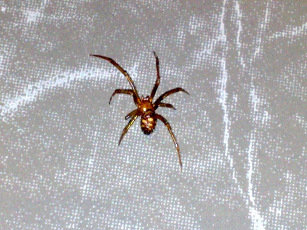 Malmignatta maschio? No. Steatoda grossa  - Cameri (NO)