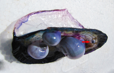 Velella velella a Santa Severa (RM)