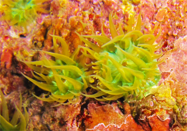 Paranemonia cinerea