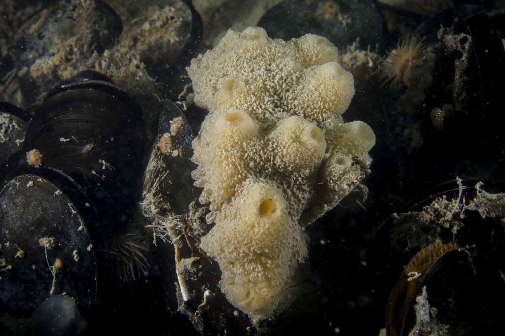 Altri poriferi in Baiona