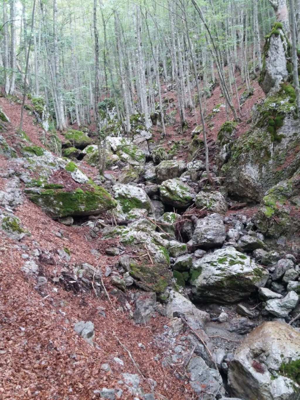 Un po di chiocciole da comfermare pollino