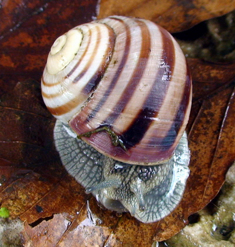 Chiocciole dal pollino