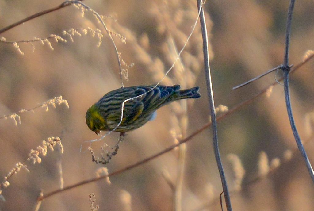 Zigolo giallo?  No, verzellino  (Serinus serinus)