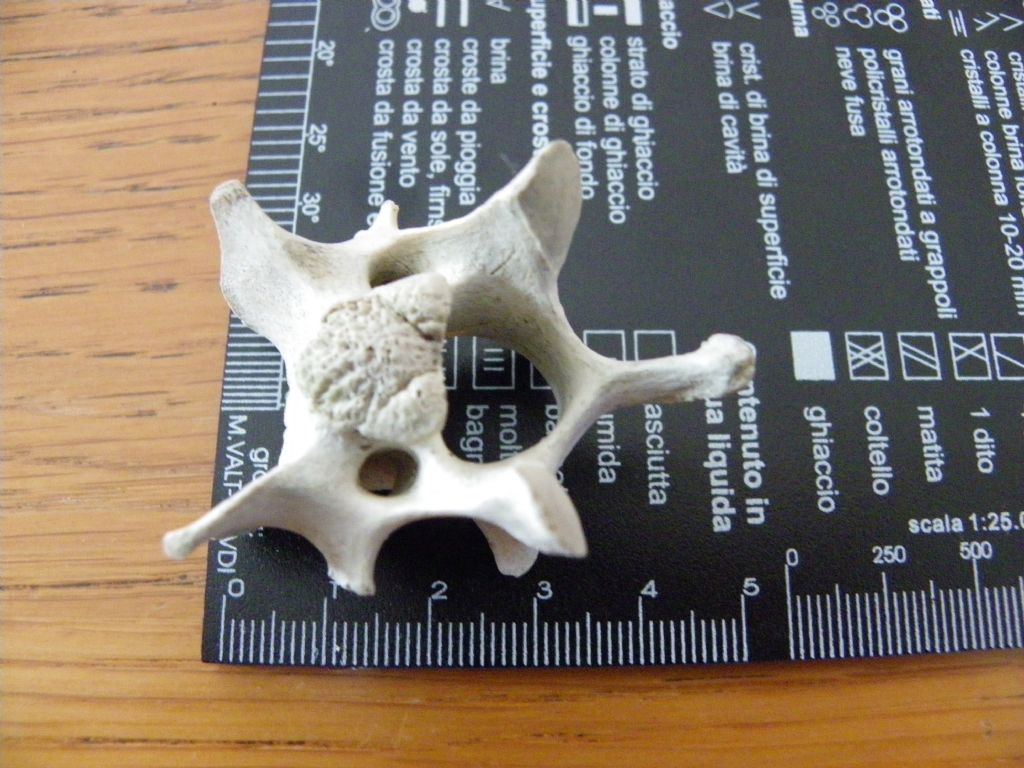 identificazione da vertebra