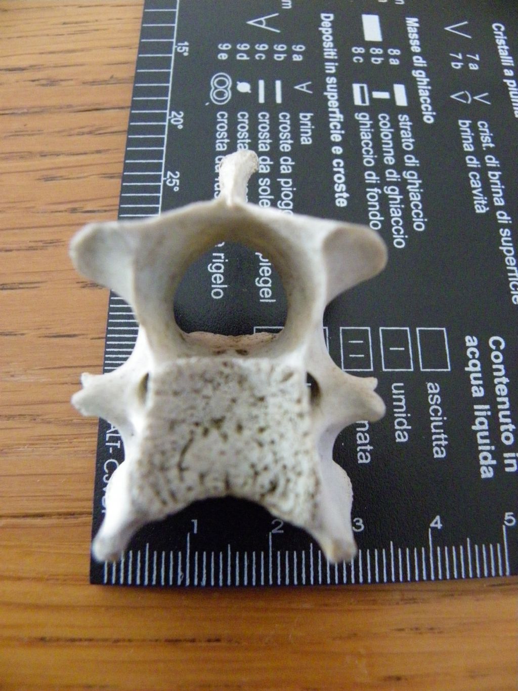 identificazione da vertebra