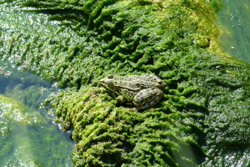 Identificazione - Pelophylax sp