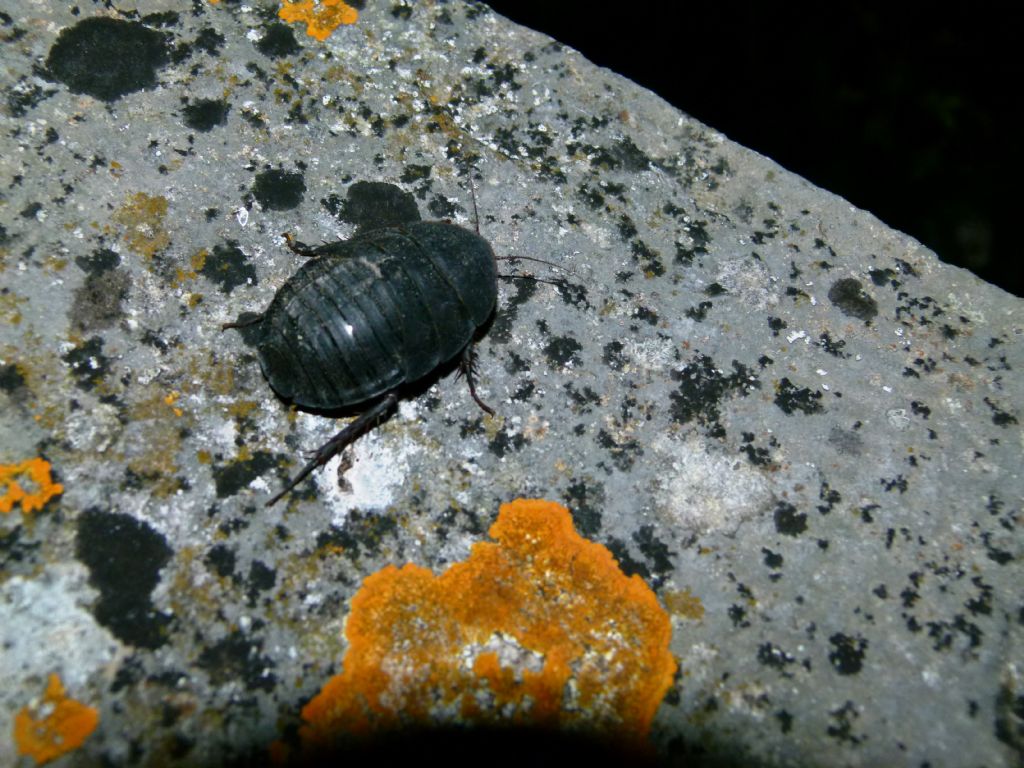 Polyphaga aegyptiaca (Linnaeus 1758)