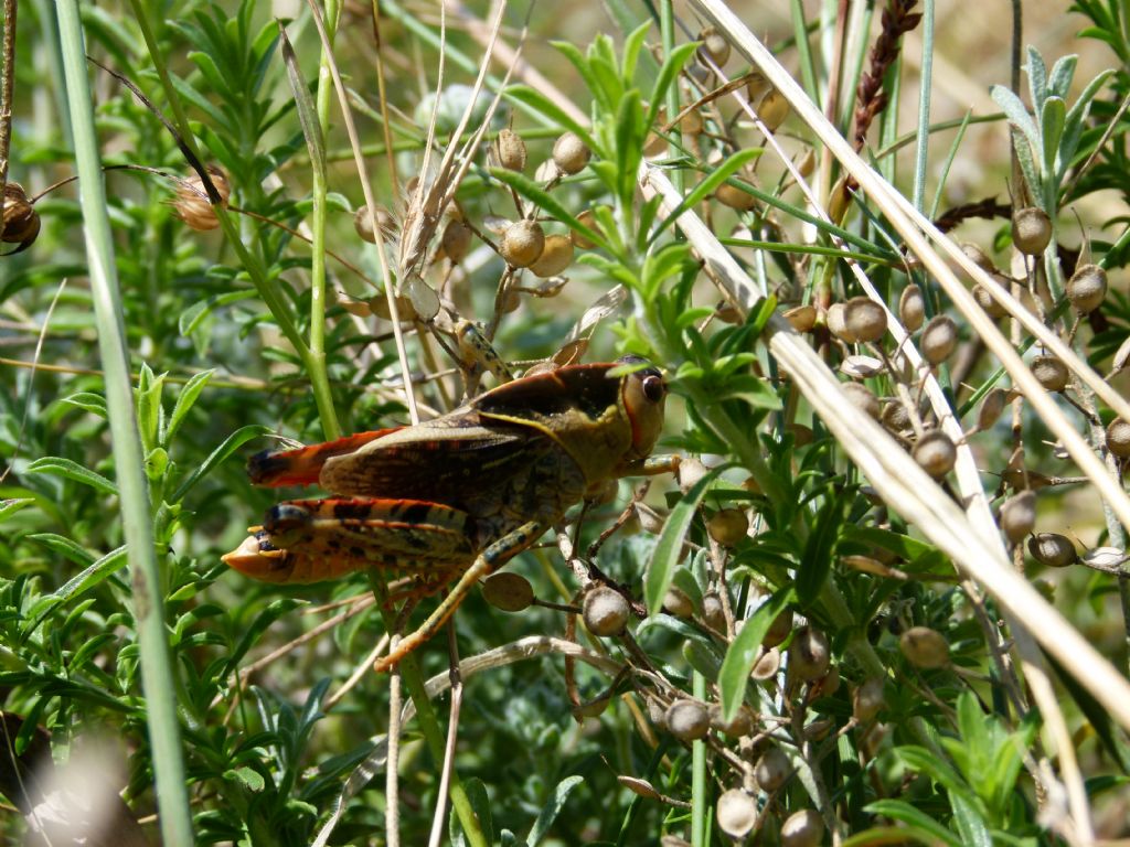 Prionotropis appula (Pamphagidae)