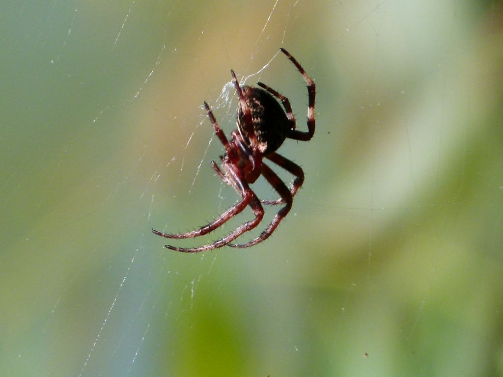 Araneus angulatus e Aculepeira armida -