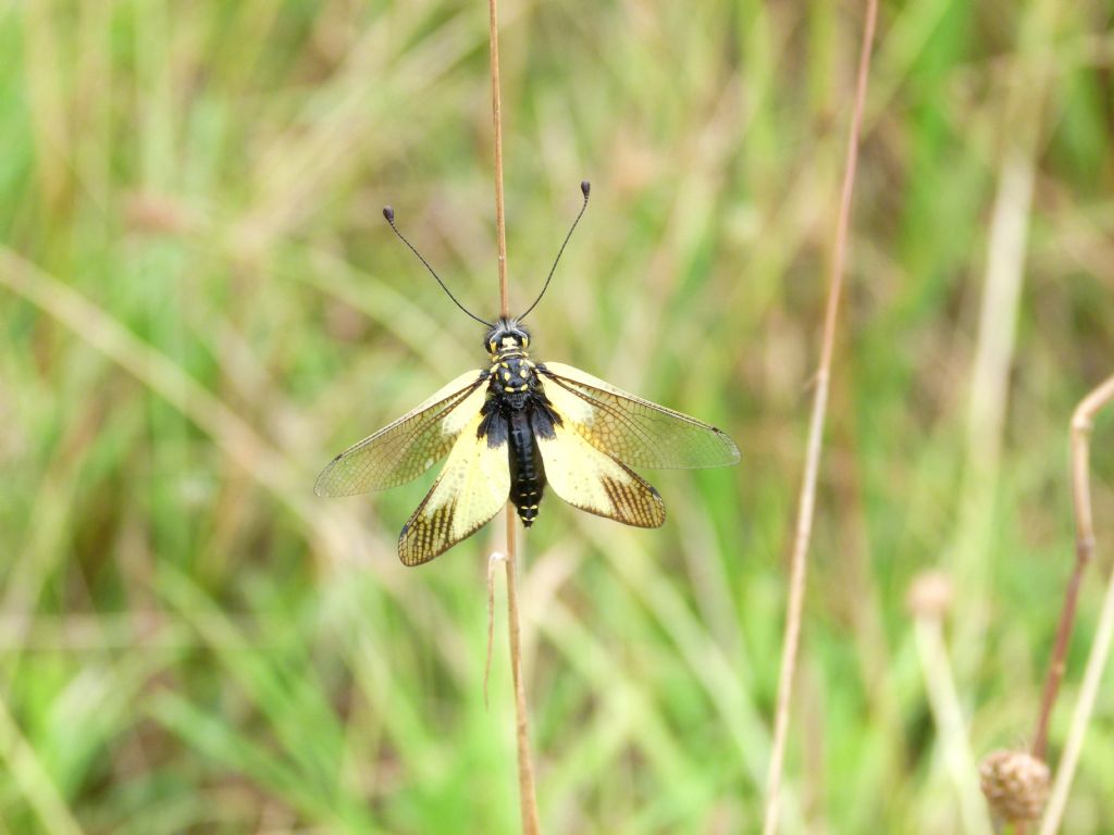 Aiuto identificazione farfalle