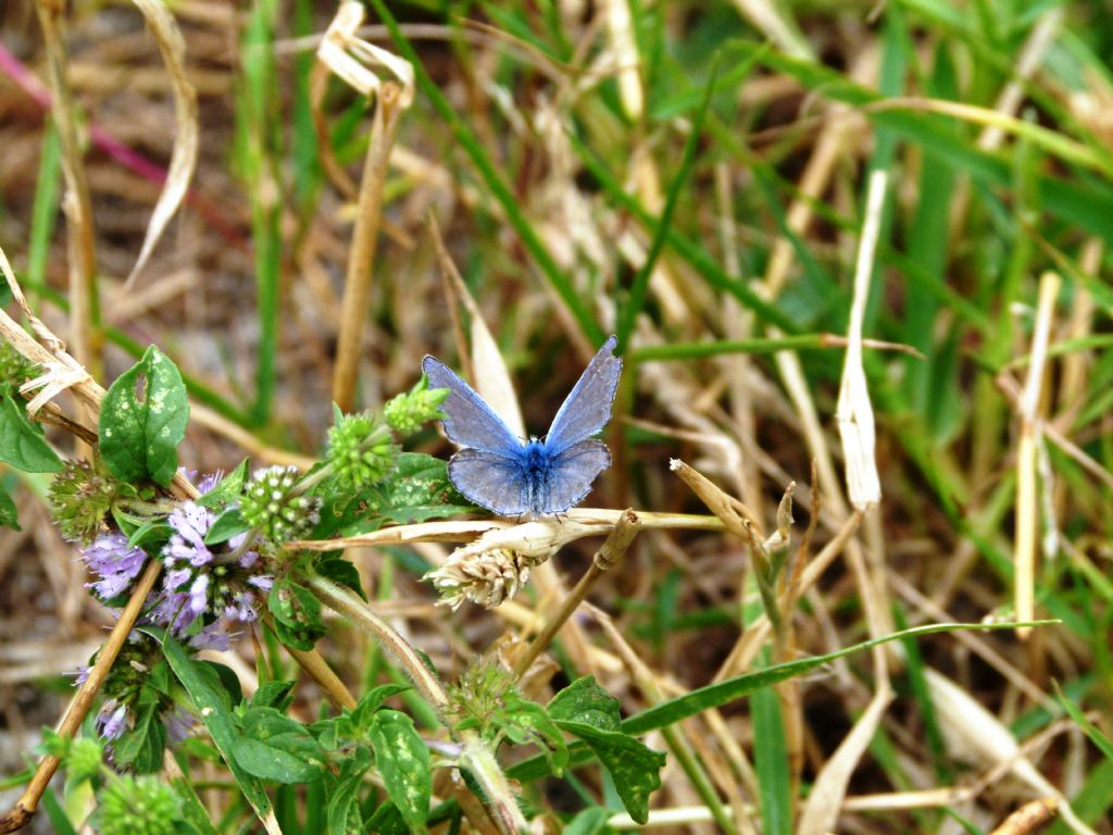 Aiuto identificazione farfalle