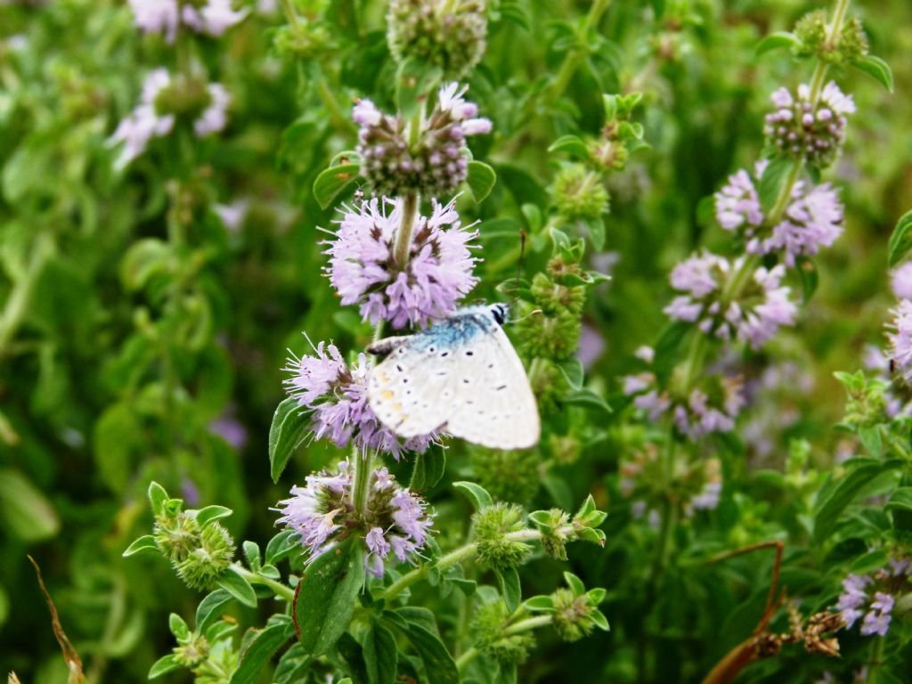 Aiuto identificazione farfalle