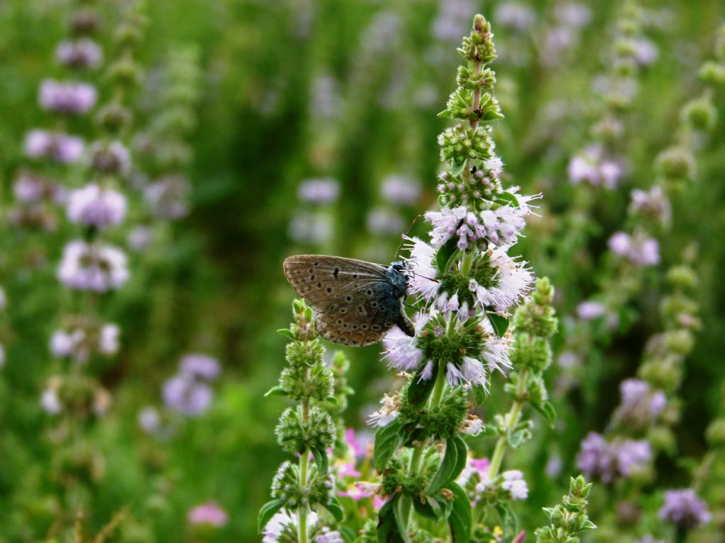 Aiuto identificazione farfalle