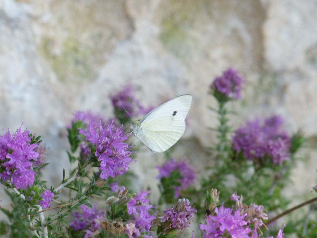 Pieris rapae?