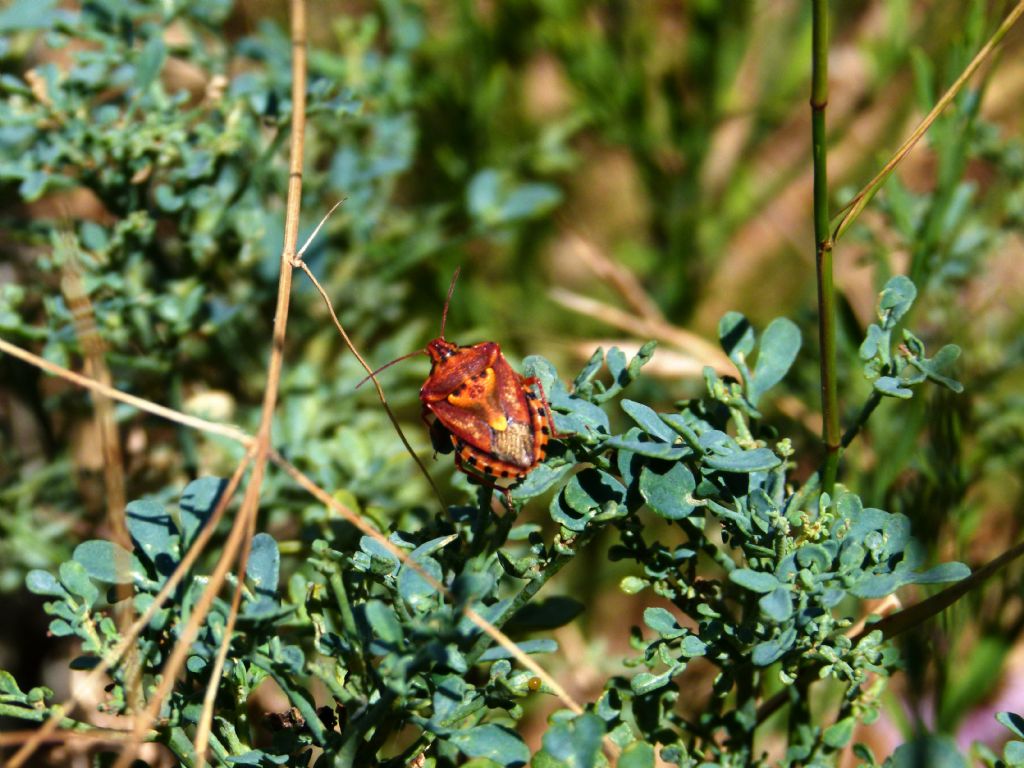 jPentatomidae carpocoris mediterraneus?