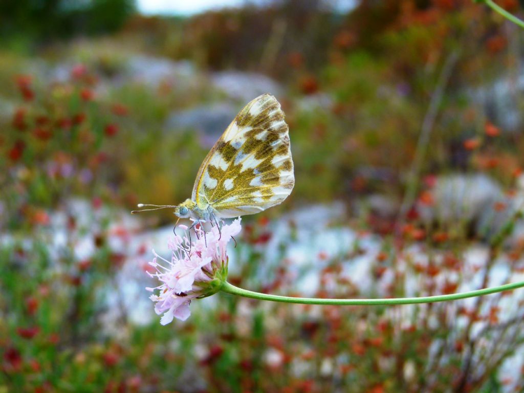 Euchloe ausonia? - No, Pontia edusa