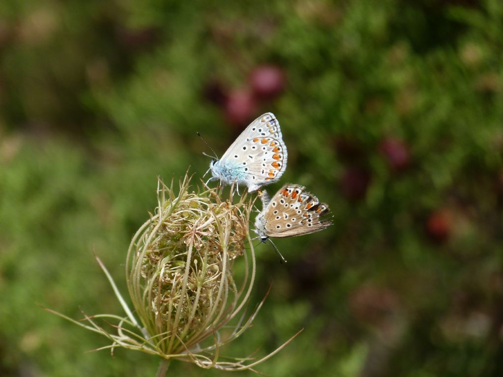 Identificazione incerta