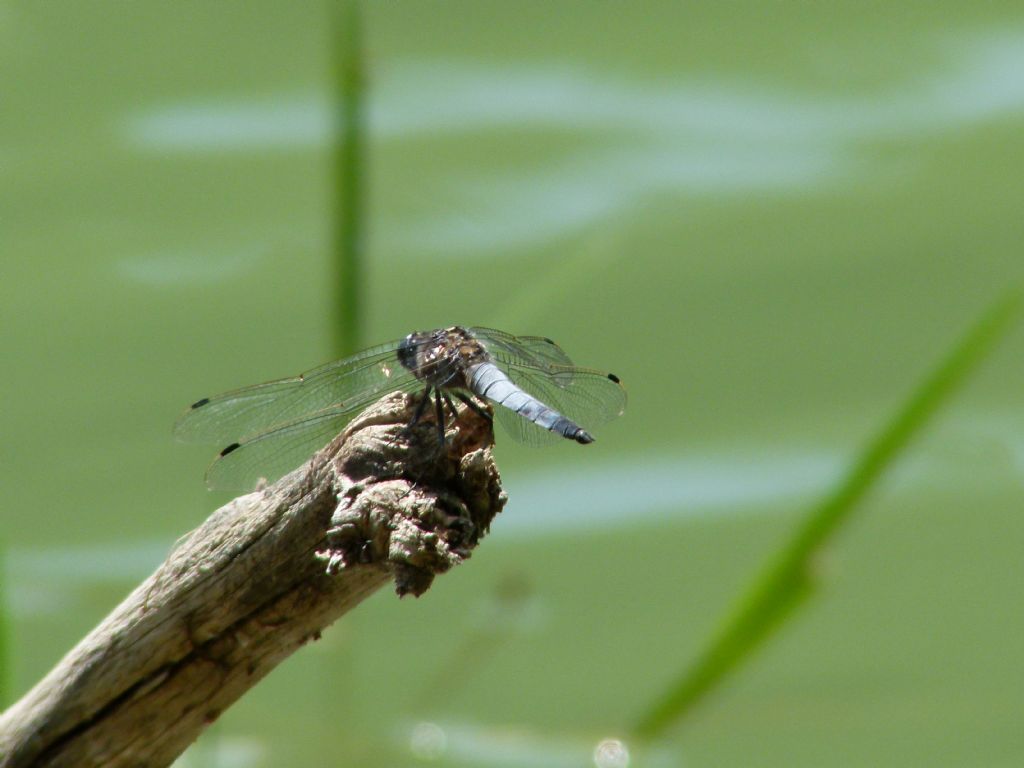 libellula non meglio identificata