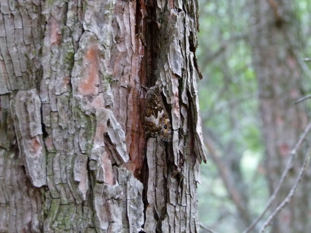 Farfalla nel bosco