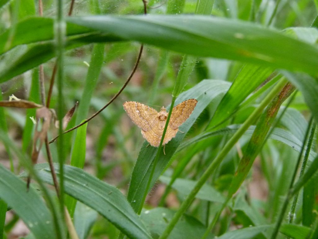 Piccola farfalla da identificare