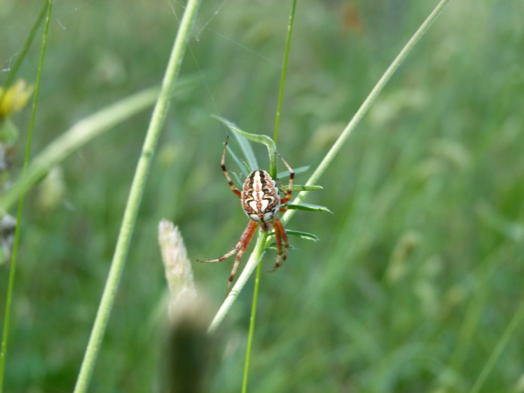 Neoscona adianta - Oasi di San Giuliano (MT)