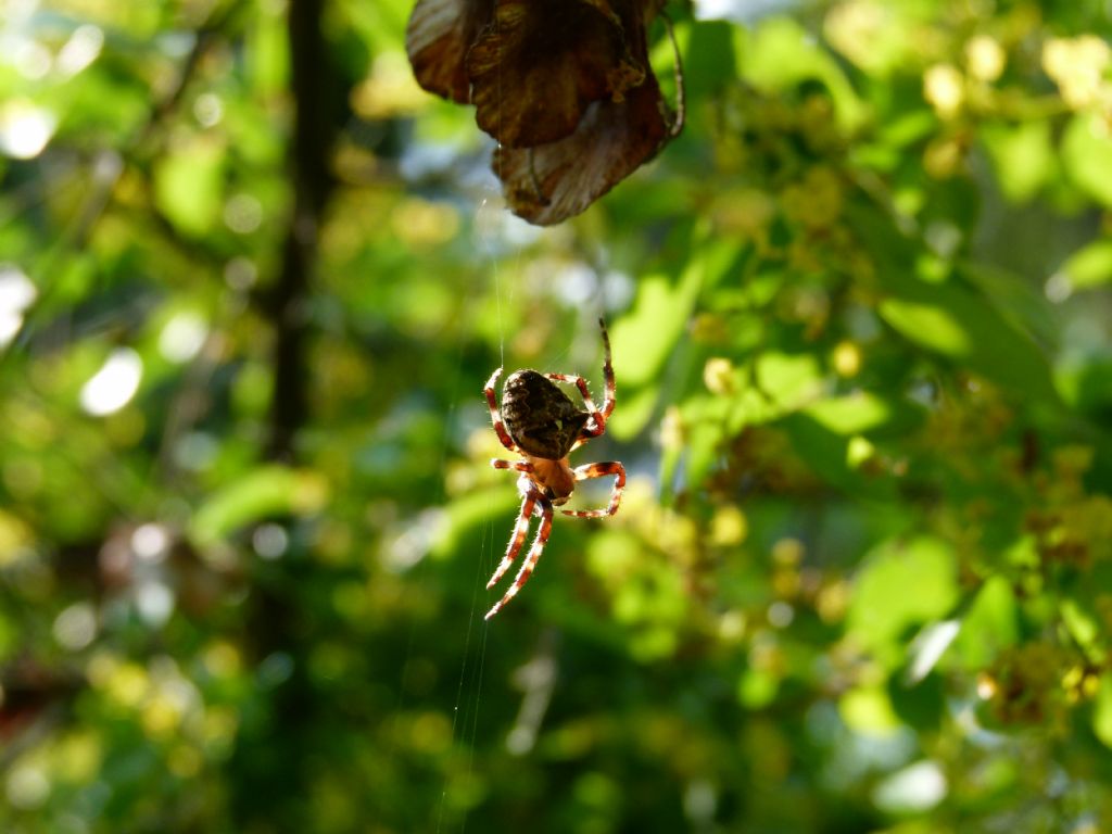 Araneus angulatus - San Giuliano (MT)