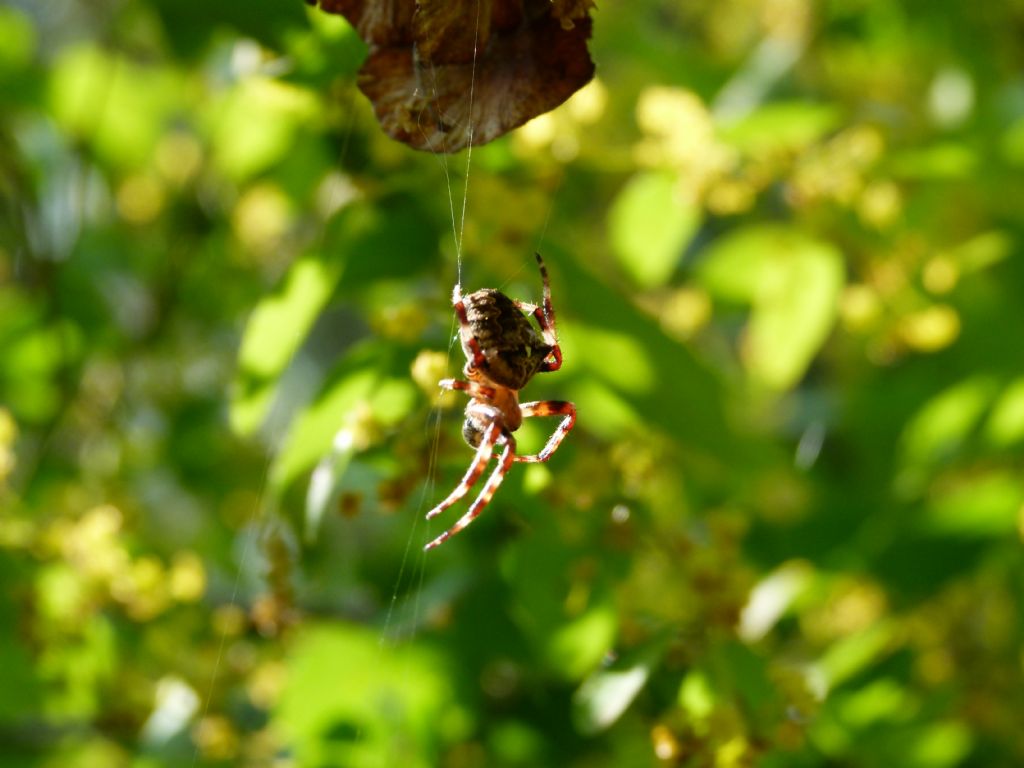 Araneus angulatus - San Giuliano (MT)