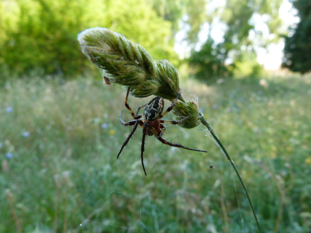 Larinioides sp.  - Oasi di Sngiuliano (MT)