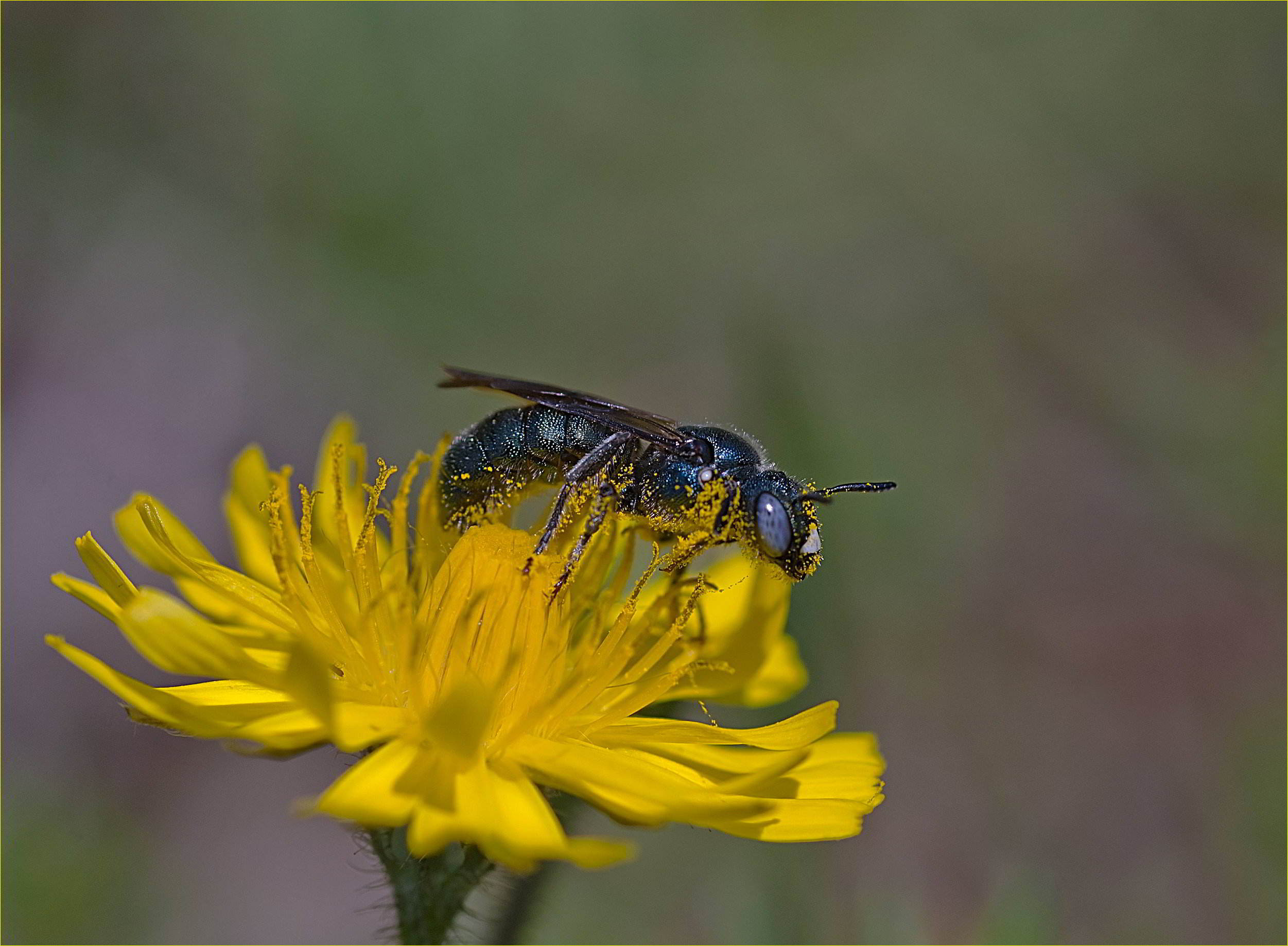 Ceratina (Euceratina) sp. maschio, Apidae