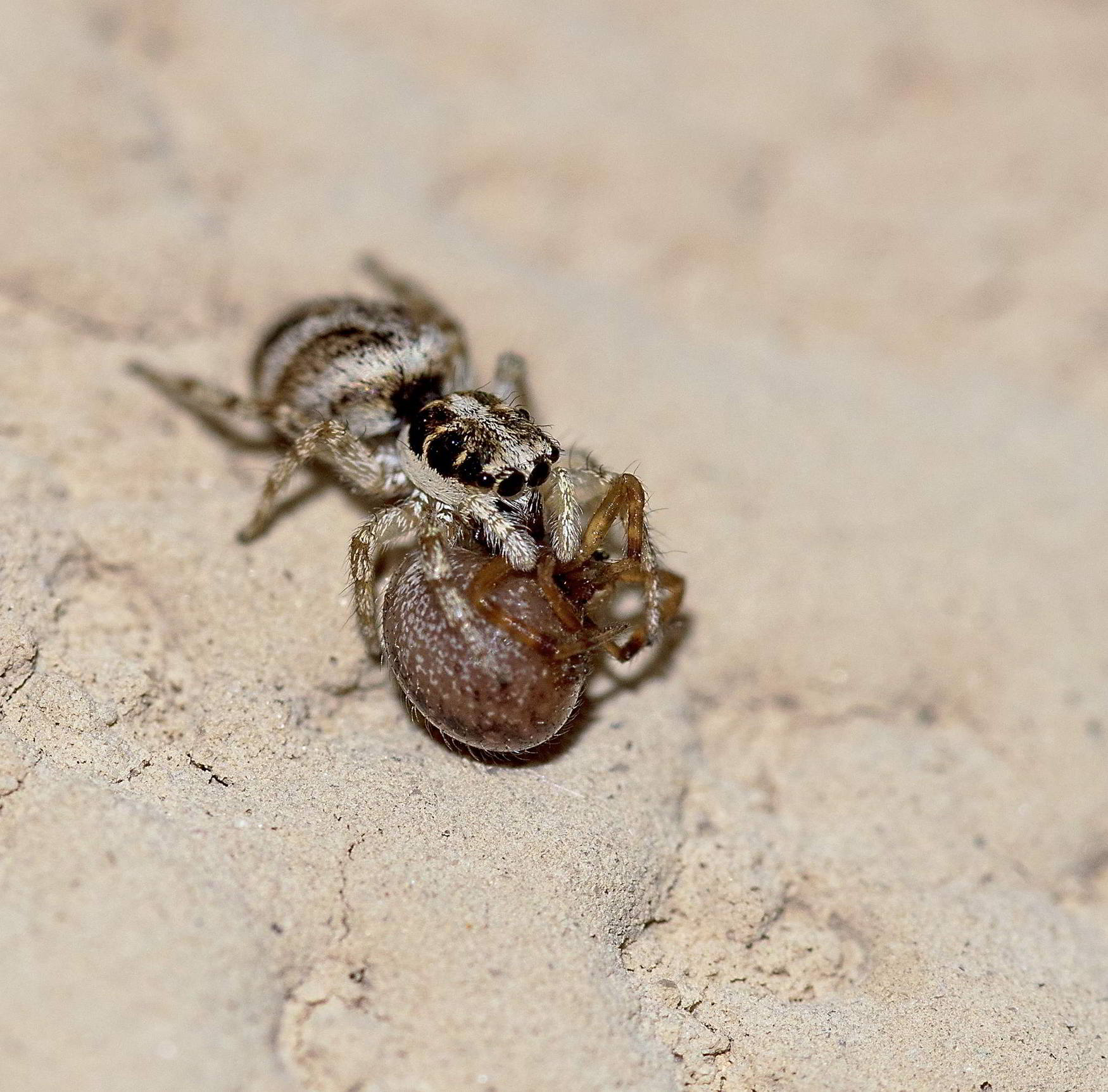 Salticus sp. vs Theridiidae (cfr) - Anagni (FR)