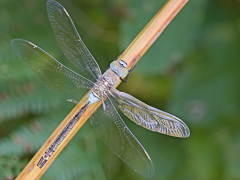 Anax imperator? no, parthenope