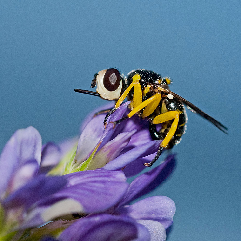 Conferma identificazione Dalmannia Aculeata, Conopidae