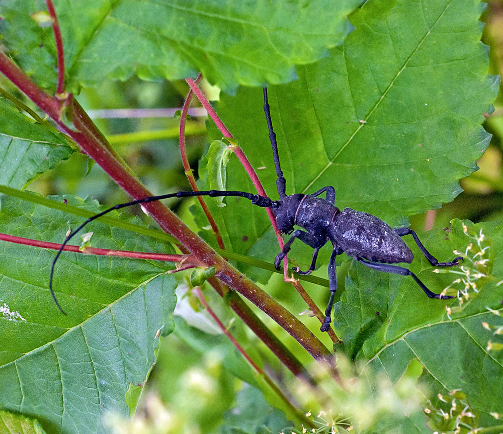 Identificazione Morimus Asper, Cerambycidae