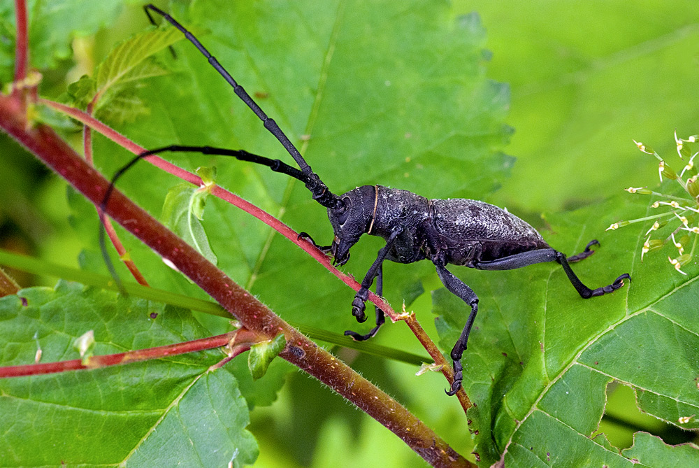 Identificazione Morimus Asper, Cerambycidae