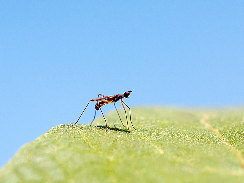 Micropeza lateralis, Micropezidae