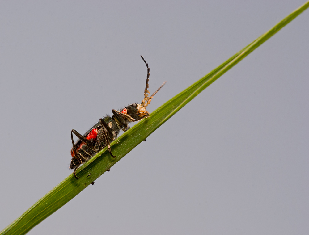 Aiuto identif. coleottero: Malachius bipustulatus (cf.)