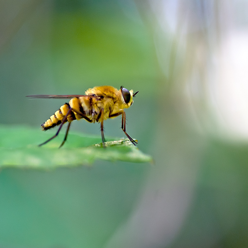 Thereva aurata e Thereva sp. (Therevidae)