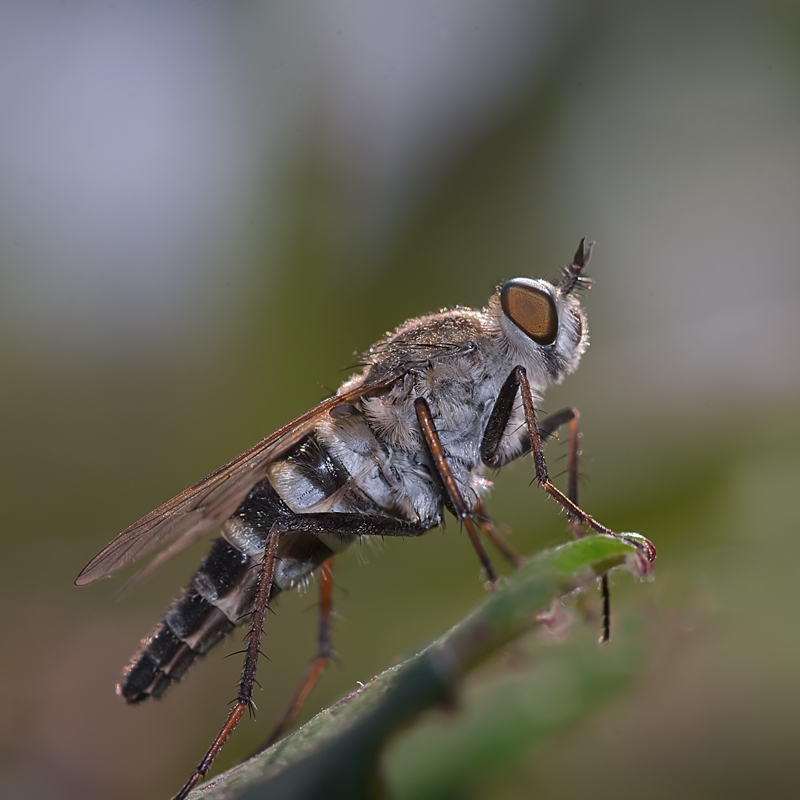 Thereva aurata e Thereva sp. (Therevidae)