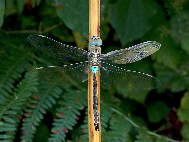 Anax imperator? no, parthenope