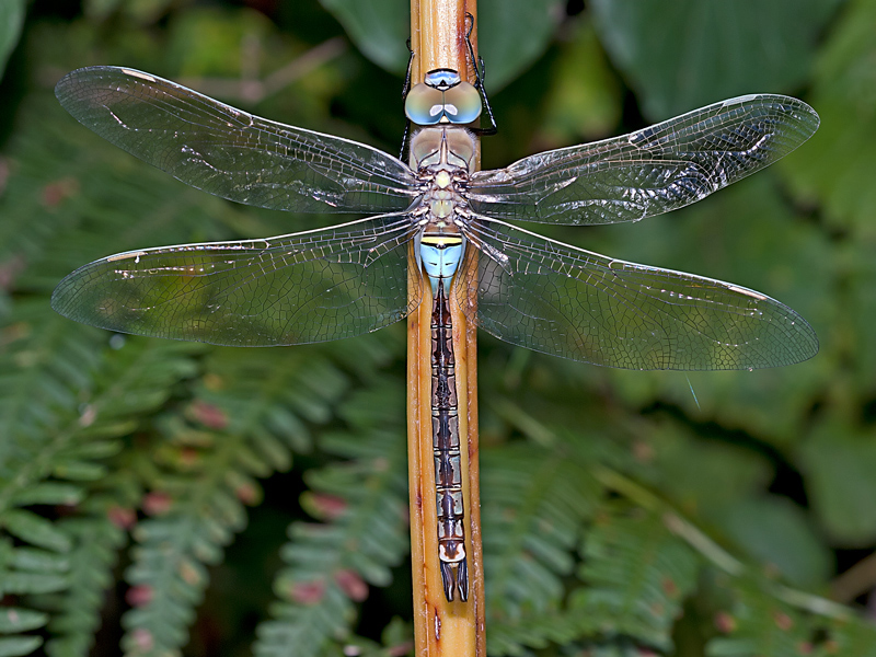 Anax imperator? no, parthenope